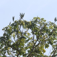 Spathodea campanulata P.Beauv.